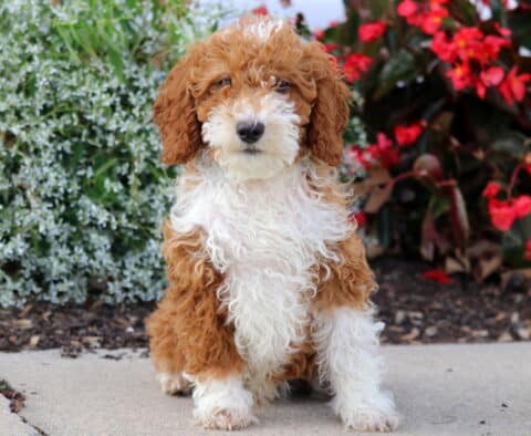 Noel Mini Poodle