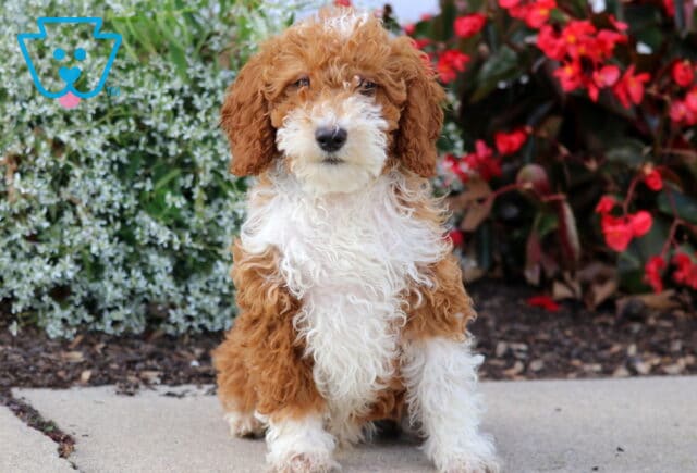 Noel Mini Poodle image