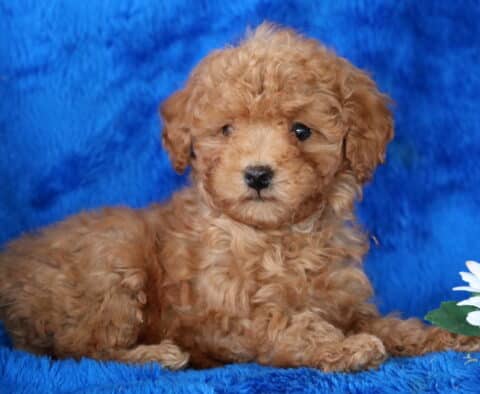 Norris Toy Poodle