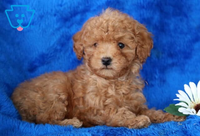 Norris Toy Poodle image