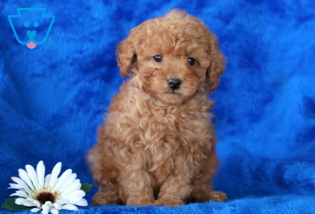 Norris Toy Poodle2 image