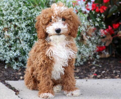 Nova Mini Poodle
