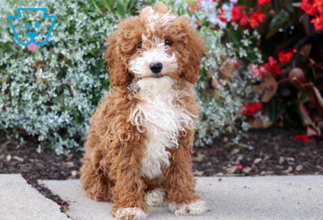 Nova Mini Poodle image