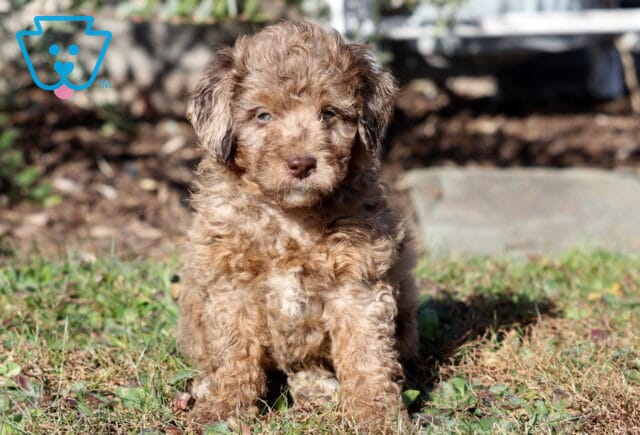 Paige Mini Aussiedoodle image