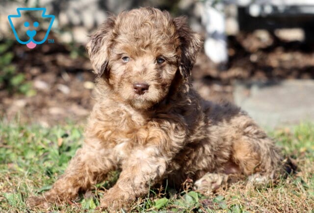 Paige Mini Aussiedoodle2 image