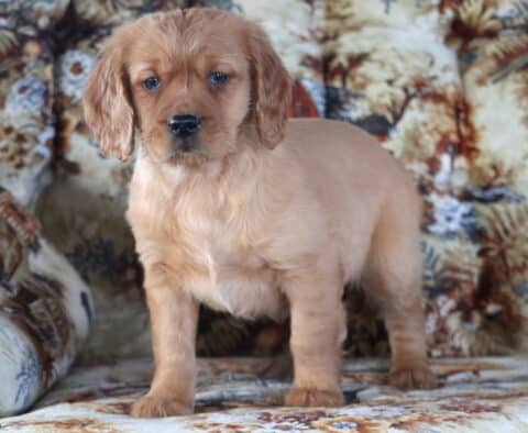 Panther Mini Golden Retriever