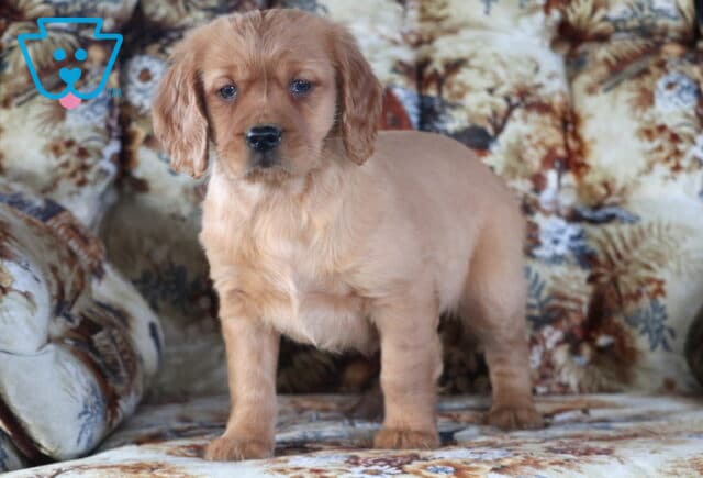 Panther Mini Golden Retriever image