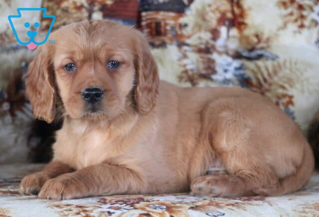 Panther Mini Golden Retriever2 image