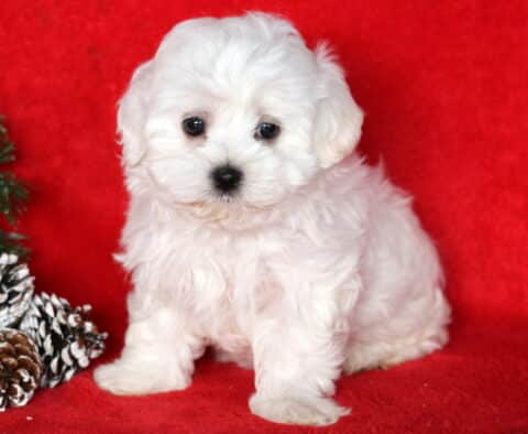 Fluffy white Maltese puppy sitting on a bright red blanket beside frosted pinecones and greenery, looking shyly into the camera.