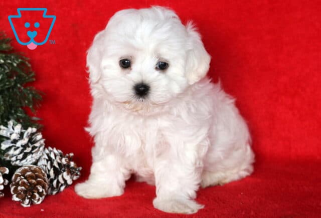 Fluffy white Maltese puppy sitting on a bright red blanket beside frosted pinecones and greenery, looking shyly into the camera. image