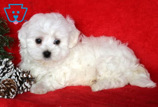 Tiny white Maltese puppy lying on a red blanket beside frosted pinecones and greenery, looking sweetly into the camera. image