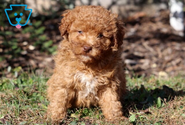 Paws Mini Aussiedoodle image