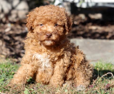 Paws Mini Aussiedoodle2
