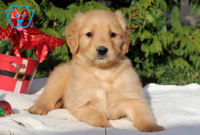 Golden Retriever puppy lying on a white blanket outdoors, with red and green Christmas decorations and a Santa-themed poinsettia planter behind them, set in front of green evergreens. image