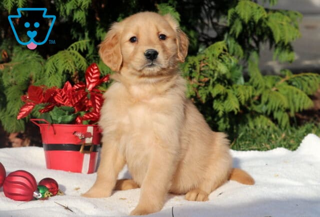 Golden Retriever puppy sitting on a white blanket outdoors, with red Christmas ornaments and a festive Santa-themed planter filled with poinsettias beside them, set in front of green evergreens. image