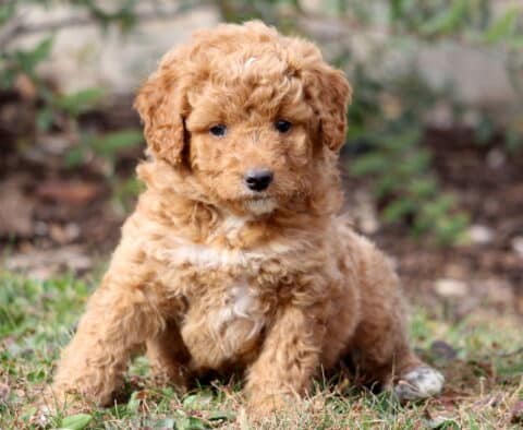 Peach Mini Aussiedoodle