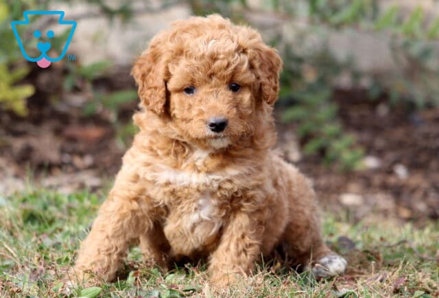 Peach Mini Aussiedoodle image