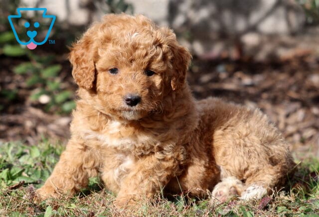 Peach Mini Aussiedoodle2 image