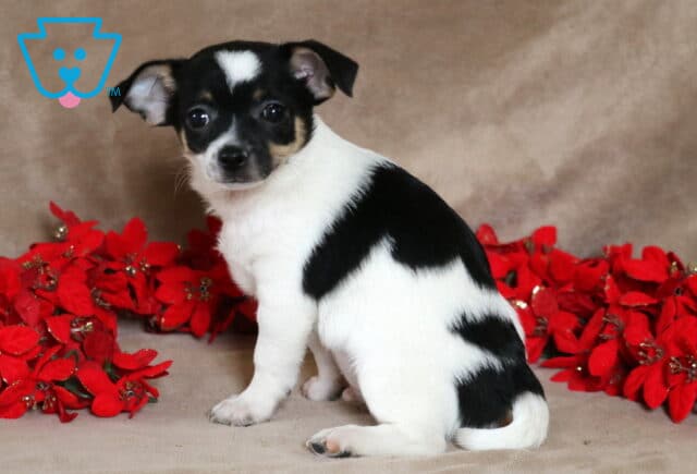 Peanut Chihuahua image