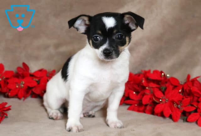 Peanut Chihuahua2 image