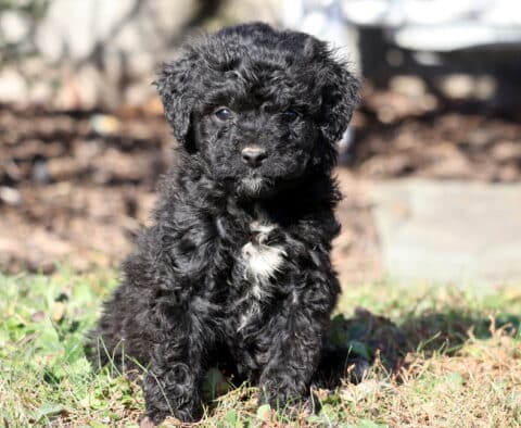 Peanut Mini Aussiedoodle