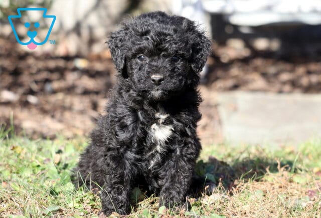 Peanut Mini Aussiedoodle image
