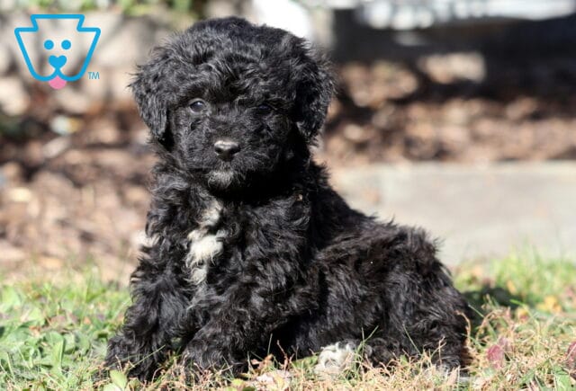 Peanut Mini Aussiedoodle2 image