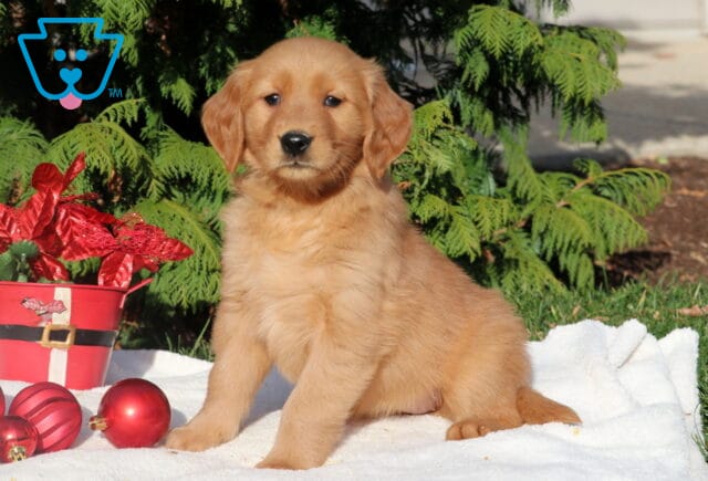 Golden Retriever puppy sitting beside a bucket of red poinsettias and Christmas ornaments outdoors. image