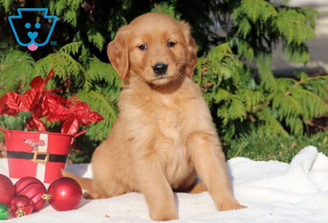 Golden Retriever puppy sitting on a white blanket outdoors, posing beside red Christmas ornaments and a festive red bucket with poinsettias, with green evergreens in the background. image