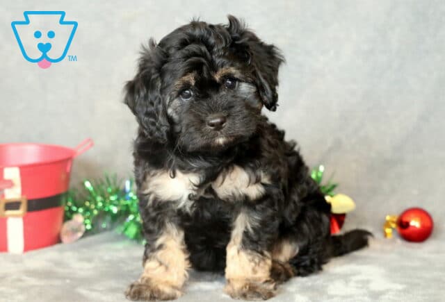 Pepper Cavapoo image