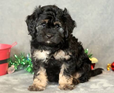 Pepper Cavapoo2