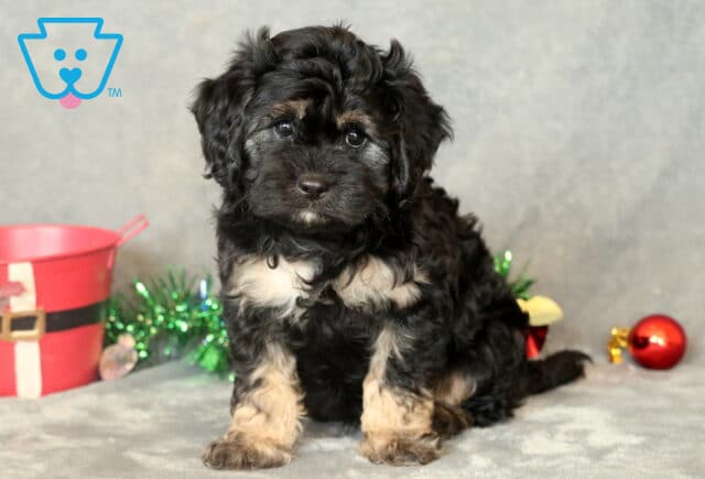 Pepper Cavapoo2 image