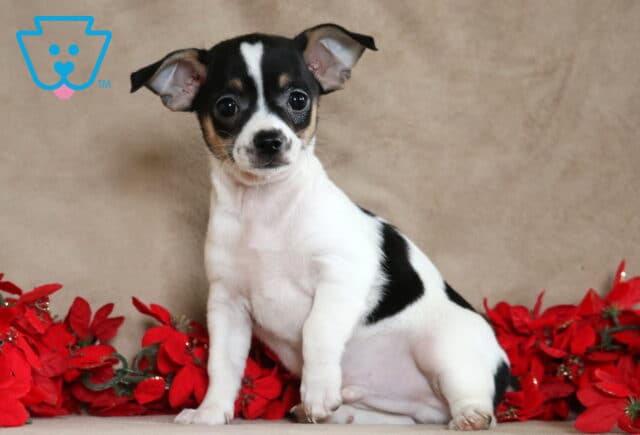 Petey Chihuahua image