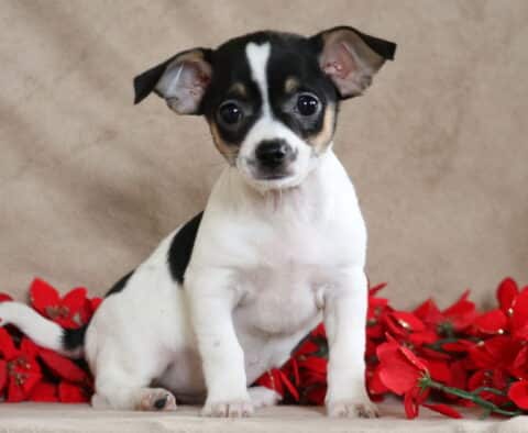 Petey Chihuahua2