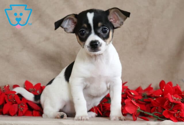 Petey Chihuahua2 image