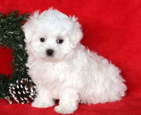 Tiny fluffy white Maltese puppy sitting on a red blanket beside a snowy wreath and pinecones, looking sweet with big dark eyes.