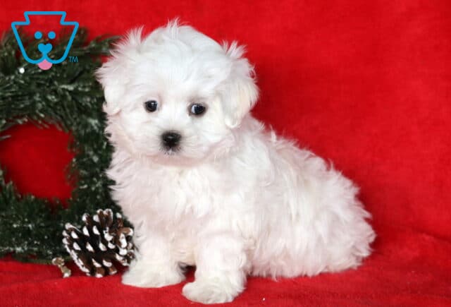 Tiny fluffy white Maltese puppy sitting on a red blanket beside a snowy wreath and pinecones, looking sweet with big dark eyes. image