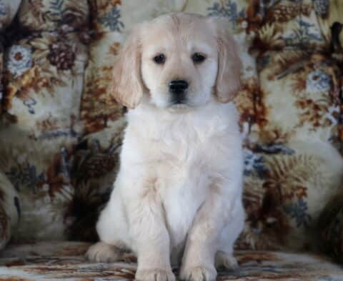 Petey Mini Golden Retriever