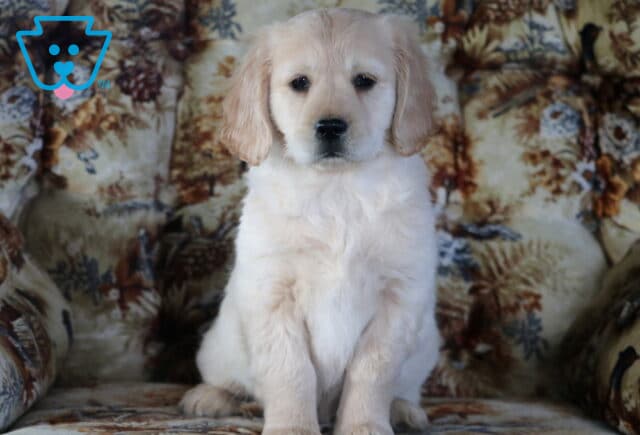 Petey Mini Golden Retriever image