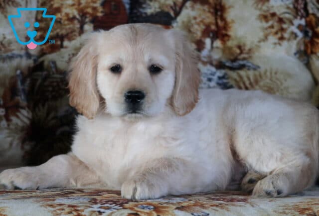 Petey Mini Golden Retriever2 image