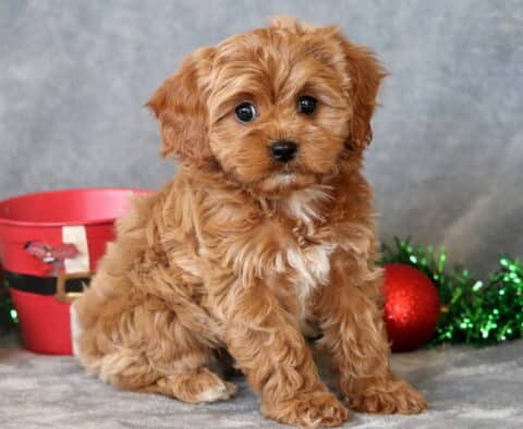 Petunia Cavapoo