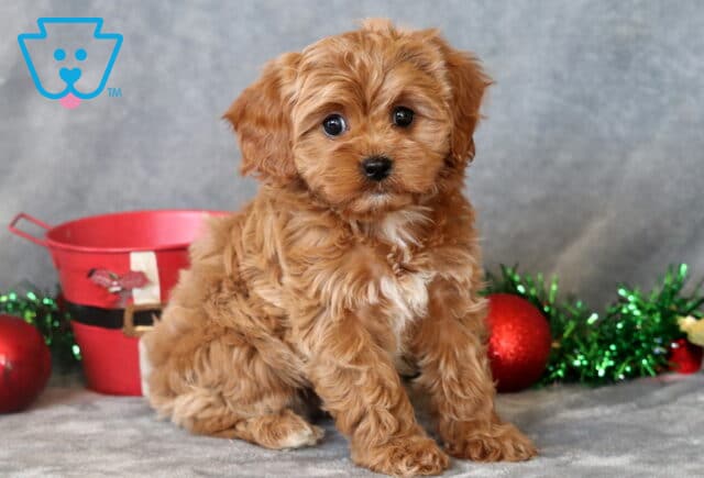 Petunia Cavapoo image