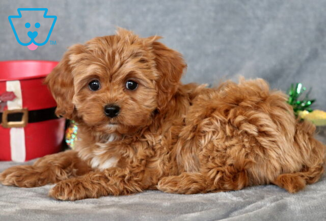 Petunia Cavapoo2 image