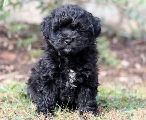 Pluto Mini Aussiedoodle