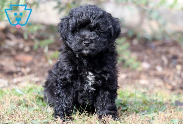 Pluto Mini Aussiedoodle image