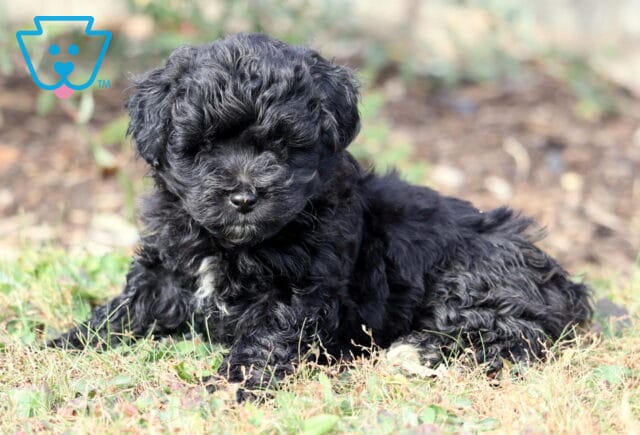 Pluto Mini Aussiedoodle2 image