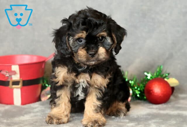 Polly Cavapoo image