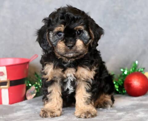 Polly Cavapoo2