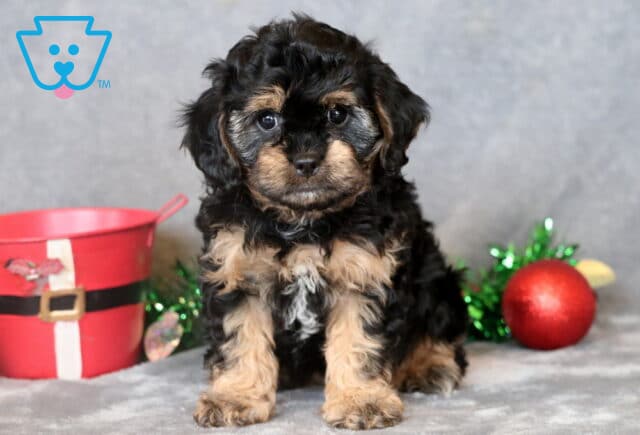 Polly Cavapoo2 image