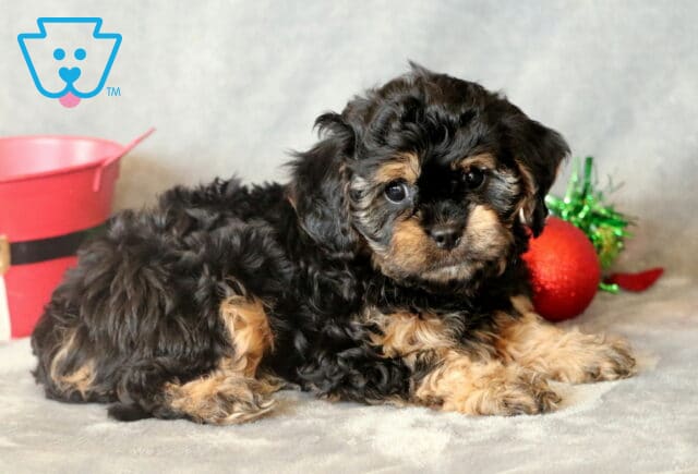 Polly Cavapoo3 image